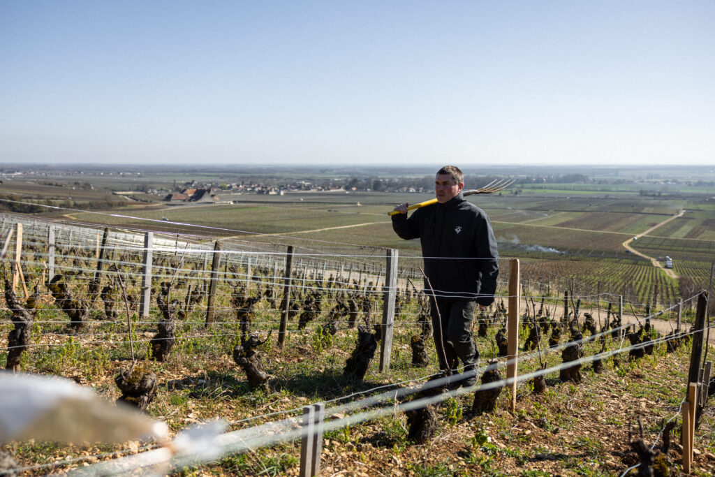 Travail dans les vieilles vignes du Domaine Desaunay-Bissey à Flagey-Échezeaux