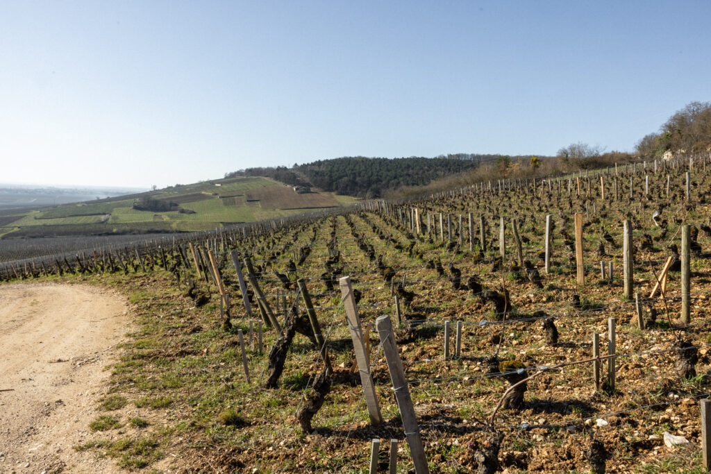 Old vines at Domaine Desaunay-Bissey in Flagey-Échezeaux, Burgundy